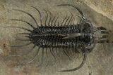 Alien-Looking Quadrops Trilobite - Spectacular Preparation #312727-1